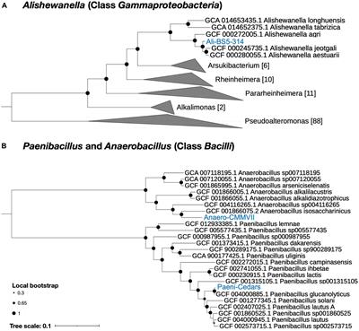 Insights into the physiological and genomic characterization of three bacterial isolates from a highly alkaline, terrestrial serpentinizing system